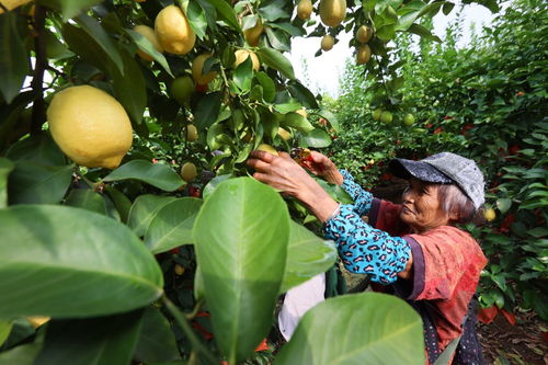 圖片新聞 潼南檸檬迎來今年首次采摘